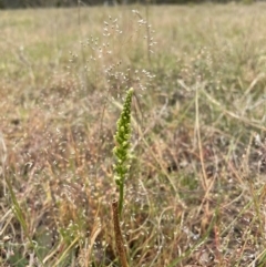 Microtis sp. (Onion Orchid) at Black Mountain - 4 Nov 2023 by ekmk