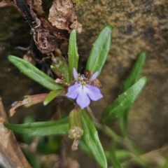 Lobelia anceps (Angled Lobelia) at Moruya Heads, NSW - 24 Nov 2023 by Csteele4