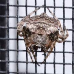 Dolophones sp. (genus) (Wrap-around spider) at QPRC LGA - 24 Nov 2023 by DianneClarke