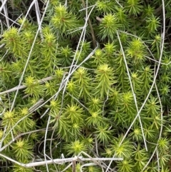 Acrotriche serrulata (Ground-berry) at Kama - 24 Nov 2023 by SteveBorkowskis