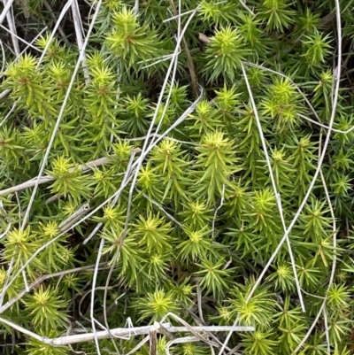 Acrotriche serrulata (Ground-berry) at Kama - 24 Nov 2023 by SteveBorkowskis