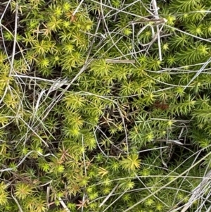 Acrotriche serrulata at Molonglo River Reserve - 24 Nov 2023