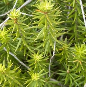 Acrotriche serrulata at Molonglo River Reserve - 24 Nov 2023