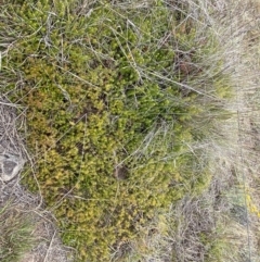 Acrotriche serrulata at Molonglo River Reserve - 24 Nov 2023