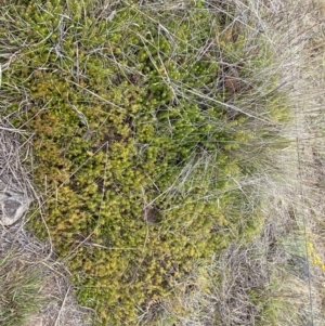 Acrotriche serrulata at Molonglo River Reserve - 24 Nov 2023