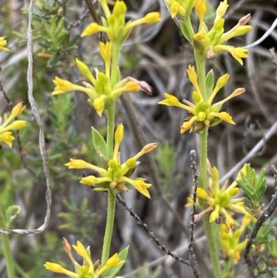 Pimelea curviflora (Curved Rice-flower) at Molonglo River Reserve - 24 Nov 2023 by SteveBorkowskis