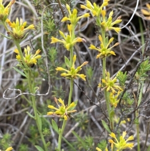 Pimelea curviflora at Kama - 24 Nov 2023 12:55 PM