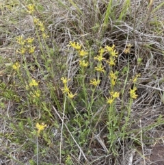 Pimelea curviflora at Kama - 24 Nov 2023 12:55 PM