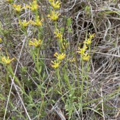 Pimelea curviflora at Kama - 24 Nov 2023 12:55 PM