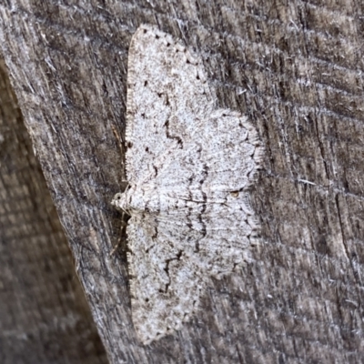 Psilosticha absorpta (Fine-waved Bark Moth) at QPRC LGA - 24 Nov 2023 by SteveBorkowskis
