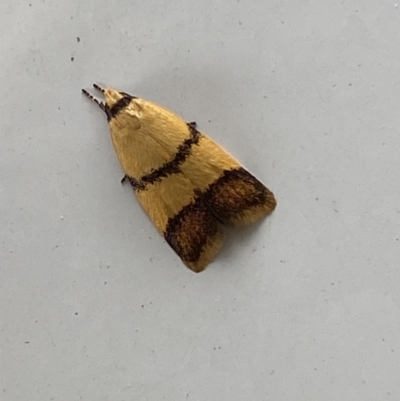 Heteroteucha translatella (Heteroteucha translatella) at Mitchell, ACT - 23 Nov 2023 by SteveBorkowskis