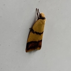 Heteroteucha translatella at Mitchell, ACT - 24 Nov 2023