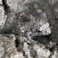 Crinia sp. (genus) (A froglet) at Molonglo River Reserve - 24 Nov 2023 by SteveBorkowskis