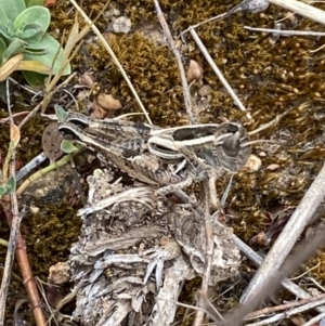 Brachyexarna lobipennis at Molonglo River Reserve - 24 Nov 2023 12:58 PM