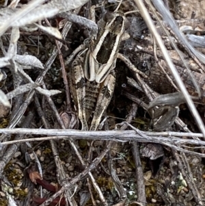 Brachyexarna lobipennis at Molonglo River Reserve - 24 Nov 2023 12:58 PM