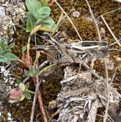 Brachyexarna lobipennis at Molonglo River Reserve - 24 Nov 2023 12:58 PM