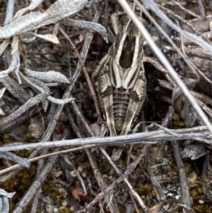 Brachyexarna lobipennis at Molonglo River Reserve - 24 Nov 2023 12:58 PM