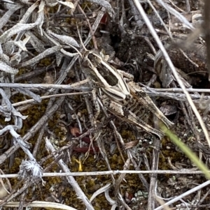 Brachyexarna lobipennis at Molonglo River Reserve - 24 Nov 2023 12:58 PM