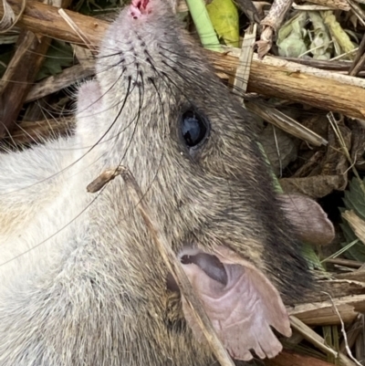 Rattus rattus (Black Rat) at Belconnen, ACT - 24 Nov 2023 by SteveBorkowskis