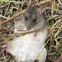 Rattus rattus at Molonglo River Reserve - 24 Nov 2023