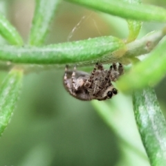 Unidentified Spider (Araneae) at Belvoir Park - 24 Nov 2023 by KylieWaldon