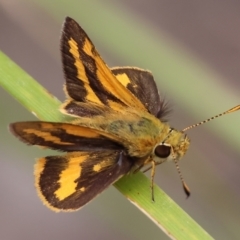 Ocybadistes walkeri (Green Grass-dart) at Belvoir Park - 24 Nov 2023 by KylieWaldon