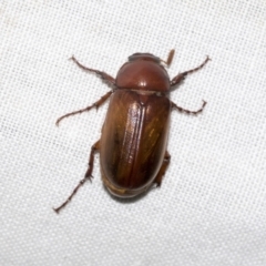 Sericesthis nigrolineata (Dusky pasture scarab) at Higgins, ACT - 23 Dec 2022 by AlisonMilton