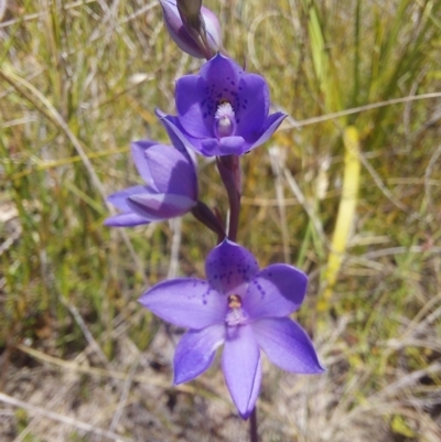 Thelymitra ixioides (Dotted Sun Orchid) at Blue Mountains National Park - 22 Oct 2023 by ekmk