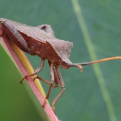 Amorbus sp. (genus) (Eucalyptus Tip bug) at Belvoir Park - 24 Nov 2023 by KylieWaldon