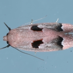 Acanthodela erythrosema (Acanthodela erythrosema) at Ainslie, ACT - 22 Nov 2023 by jb2602