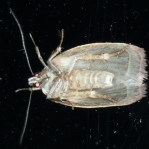 Acanthodela erythrosema at Ainslie, ACT - 22 Nov 2023 10:48 PM