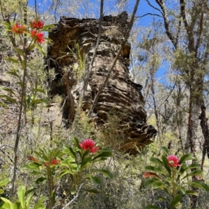 Telopea speciosissima at Blue Mountains National Park - 22 Oct 2023