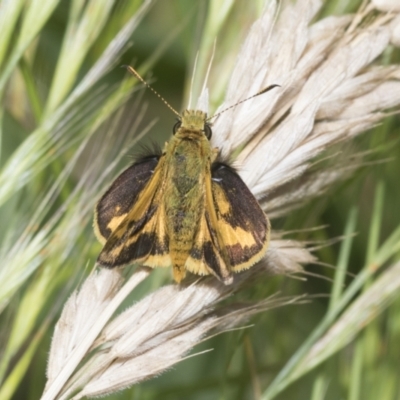 Ocybadistes walkeri (Green Grass-dart) at Higgins, ACT - 29 Nov 2022 by AlisonMilton