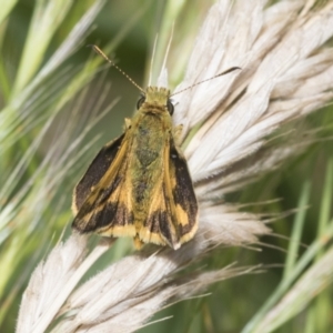 Ocybadistes walkeri at Higgins, ACT - 29 Nov 2022