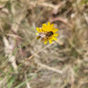 Apis mellifera at Mount Majura (MMS) - 23 Nov 2023 11:15 AM