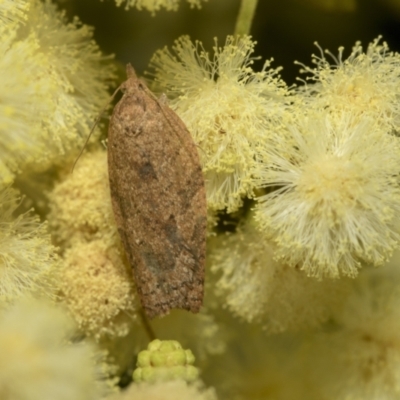 Meritastis laganodes (A Tortrix moth) at Higgins, ACT - 29 Nov 2022 by AlisonMilton