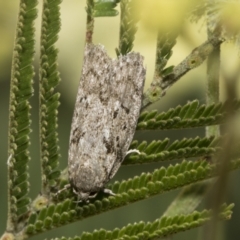 Philobota philostaura (A Concealer moth (Philobota group)) at Higgins, ACT - 29 Nov 2022 by AlisonMilton