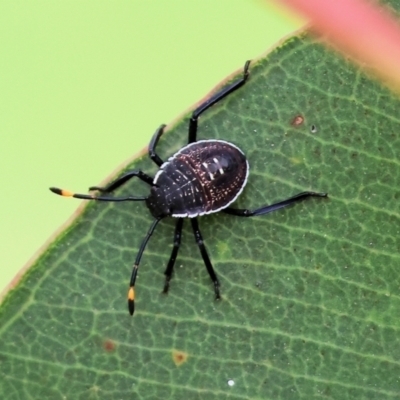 Pentatomidae (family) at Belvoir Park - 24 Nov 2023 by KylieWaldon