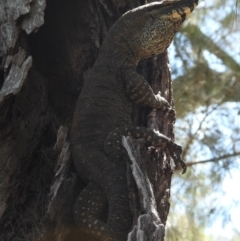 Varanus varius (Lace Monitor) at Burrinjuck Nature Reserve - 17 Nov 2023 by Bidge