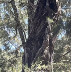 Varanus varius at Burrinjuck Nature Reserve - suppressed