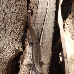 Egernia striolata at Burrinjuck Nature Reserve - 18 Nov 2023