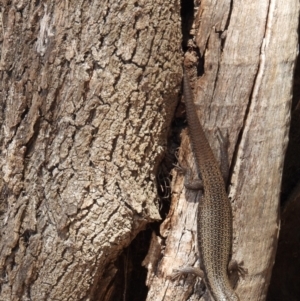 Egernia striolata at Burrinjuck Nature Reserve - 18 Nov 2023