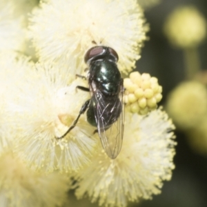 Psilota sp. (genus) at Higgins, ACT - 29 Nov 2022