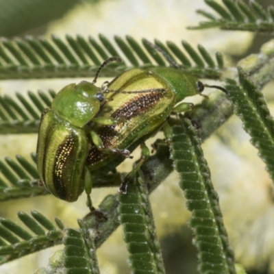 Calomela juncta (Leaf beetle) at Higgins, ACT - 29 Nov 2022 by AlisonMilton