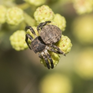 Cymbacha sp (genus) at Higgins, ACT - 29 Nov 2022