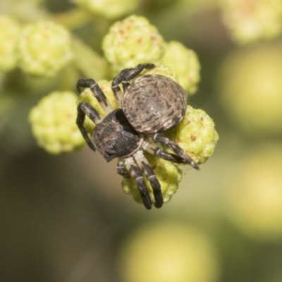 Cymbacha sp (genus) (A crab spider) at Higgins, ACT - 29 Nov 2022 by AlisonMilton