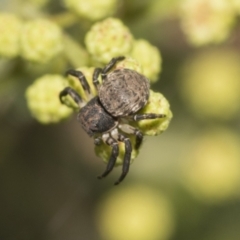 Cymbacha sp (genus) at Higgins, ACT - 29 Nov 2022 11:32 AM