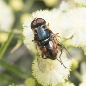 Austalis copiosa at Higgins, ACT - 29 Nov 2022