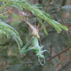 Caedicia simplex (Common Garden Katydid) at Theodore, ACT - 24 Nov 2023 by owenh