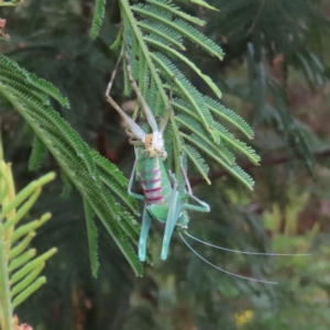 Caedicia simplex at Tuggeranong Hill - 24 Nov 2023